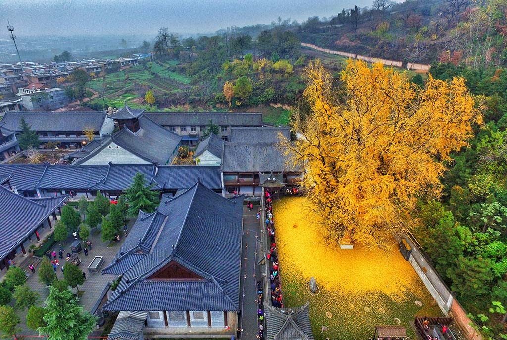 Every Year this Historic Tree Blankets the Earth with Yellow Leaves