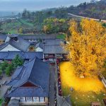 Every Year this Historic Tree Blankets the Earth with Yellow Leaves